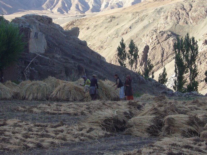 The women do the harvesting